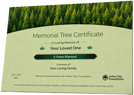 Plant Trees in Memory of James Michael Bailey Jr.